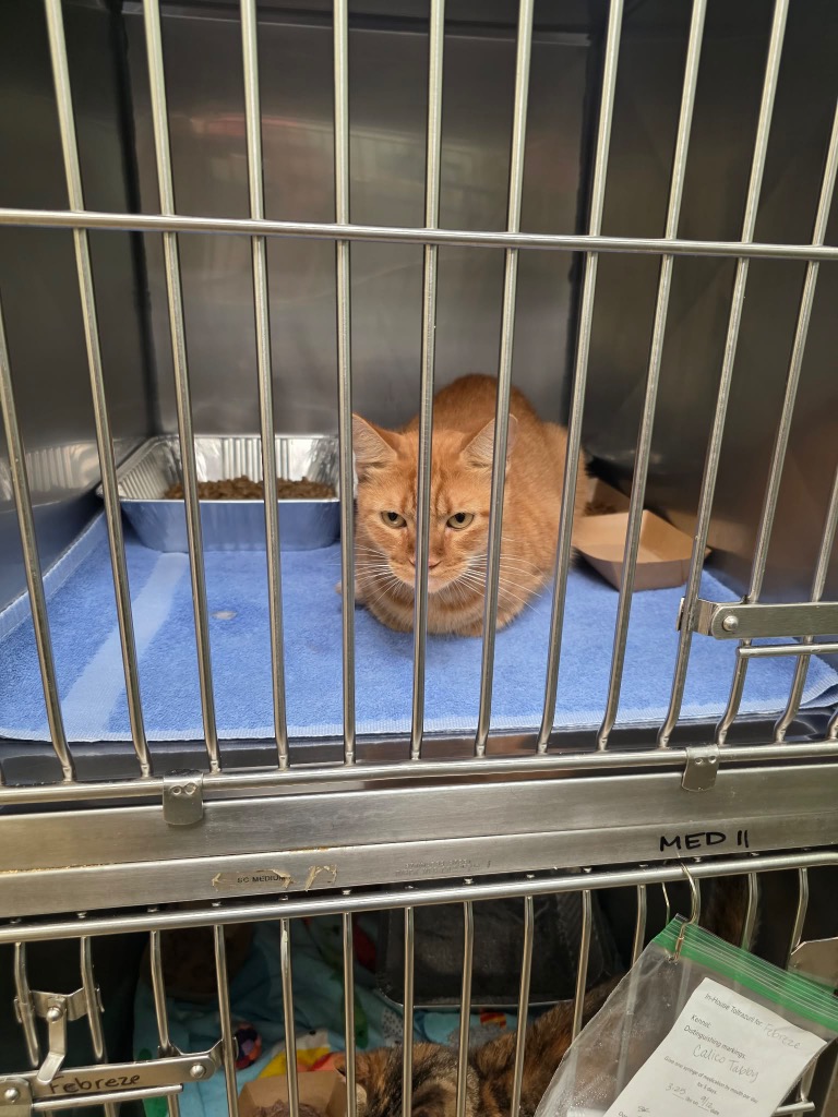 Shelter Stray Male Cat last seen Bexar County, 3353 Morningside Dr, New Braunfels, TX 78132, USA