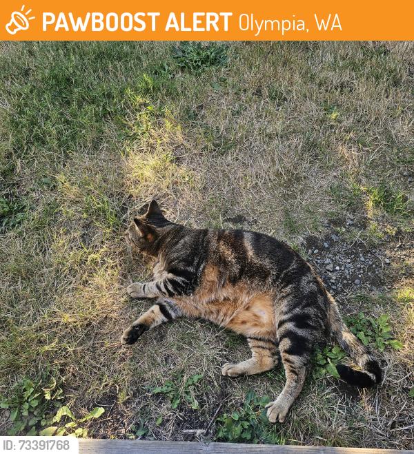 Found/Stray Male Cat last seen Frederick St SE and 16th Ave SE, Olympia, WA 98501