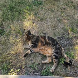 Found/Stray Male Cat last seen Frederick St SE and 16th Ave SE, Olympia, WA 98501
