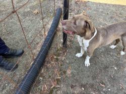 Found/Stray Male Dog last seen Williston Rd and Hwy 311 Walkertown NC, Walkertown, NC 27051