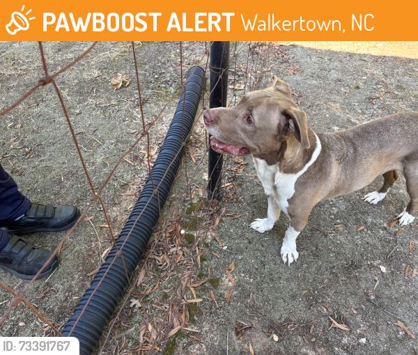 Found/Stray Male Dog last seen Williston Rd and Hwy 311 Walkertown NC, Walkertown, NC 27051