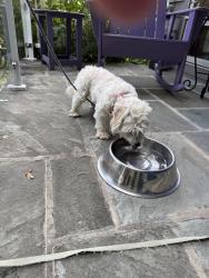 Found/Stray Male Dog last seen Fairview Forest Drive on flt Top Mountain, Fairview, NC 28730