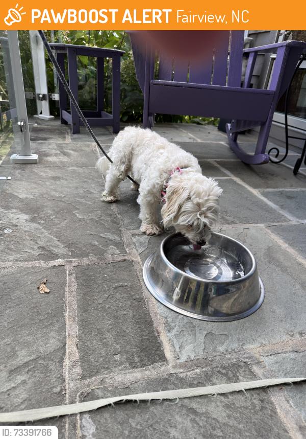 Found/Stray Male Dog last seen Fairview Forest Drive on flt Top Mountain, Fairview, NC 28730