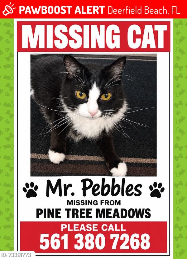 Lost Male Cat last seen Lock Road in Pine Tree Meadows, Deerfield Beach, FL 33442