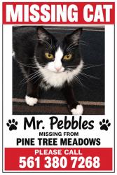 Lost Male Cat last seen Lock Road in Pine Tree Meadows, Deerfield Beach, FL 33442