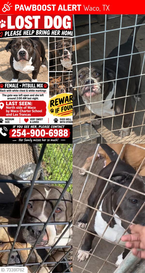 Lost Female Dog last seen N 25th by pollos el Rey and Garcia tire shop, Waco, TX 76707