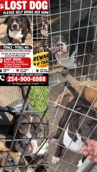Lost Female Dog last seen N 25th by pollos el Rey and Garcia tire shop, Waco, TX 76707