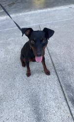 Found/Stray Male Dog last seen Sudbury & Seese, Arlington, TX 76018