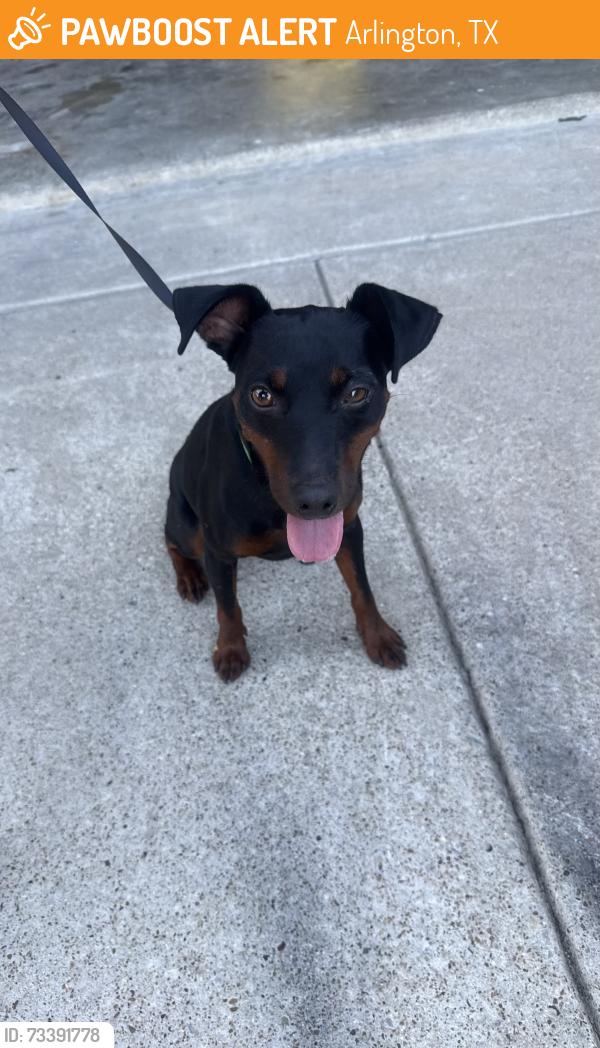 Found/Stray Male Dog last seen Sudbury & Seese, Arlington, TX 76018