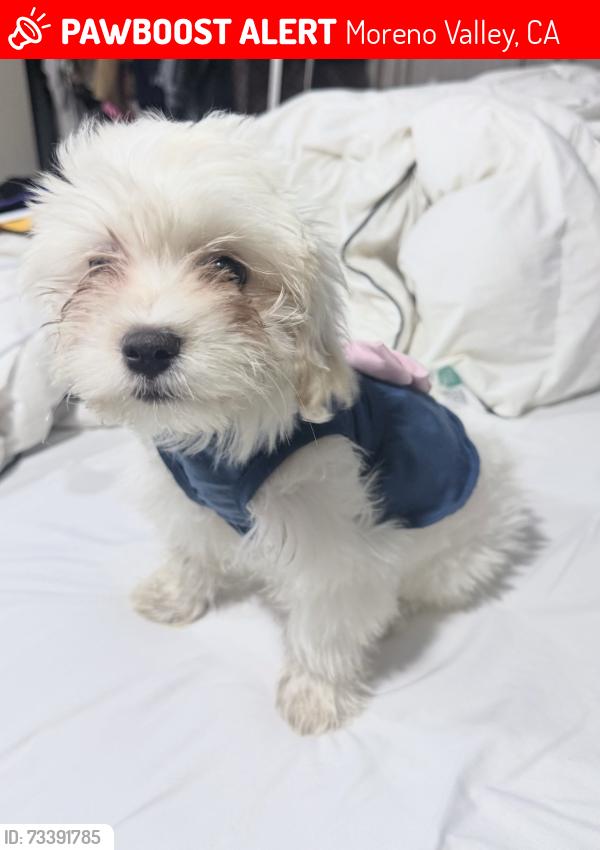 Lost Female Dog last seen Kitching and Elder, Moreno Valley, CA 92557