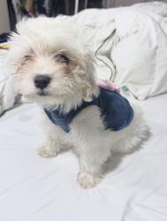 Lost Female Dog last seen Kitching and Elder, Moreno Valley, CA 92557