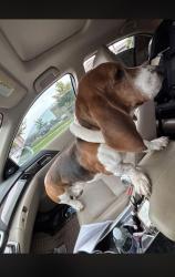 Lost Male Dog last seen Neighborhood, Midland, TX 79705