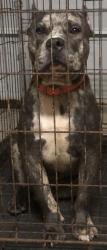 Lost Male Dog last seen The cabin, Darrow, LA 70725