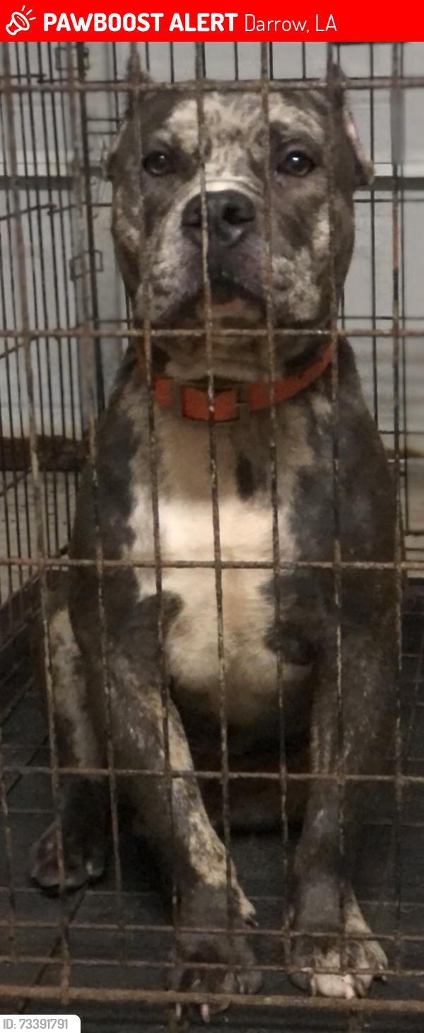 Lost Male Dog last seen The cabin, Darrow, LA 70725