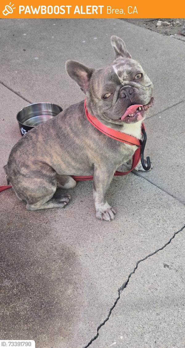 Found/Stray Male Dog last seen Tamarack / central Ave, Brea, CA 92821