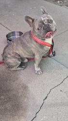 Found/Stray Male Dog last seen Tamarack / central Ave, Brea, CA 92821