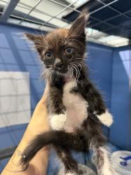 Shelter Stray Female Cat last seen Near BLOCK TOKAY, 333 Chandler Pl, San Bernardino, CA 92408, USA