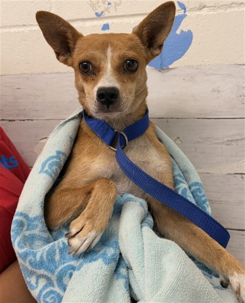 Shelter Stray Female Dog last seen Near BLOCK N. TERRACE RD, 333 Chandler Pl, San Bernardino, CA 92408, USA