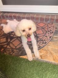 Found/Stray Unknown Dog last seen Care humane society, Auburn, AL 36832