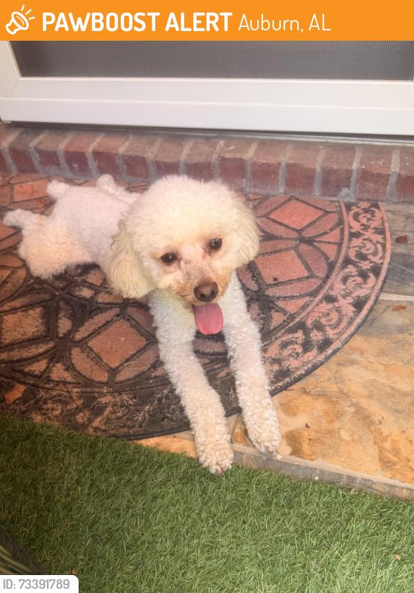 Found/Stray Unknown Dog last seen Care humane society, Auburn, AL 36832