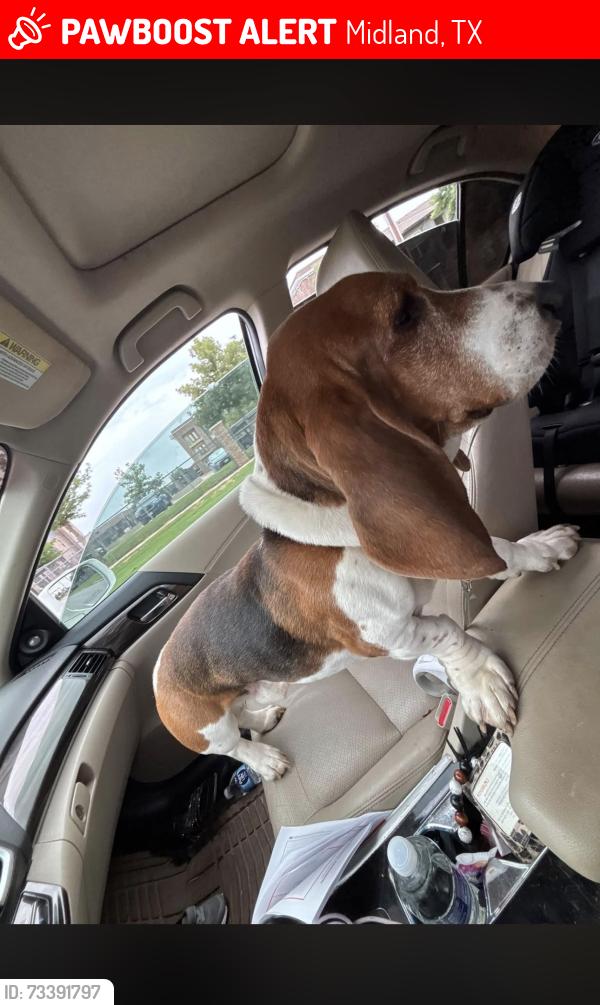 Lost Male Dog last seen Neighborhood, Midland, TX 79705