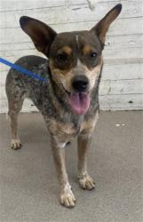 Shelter Stray Male Dog last seen E ST AND 4TH ST, 333 Chandler Pl, San Bernardino, CA 92408, USA