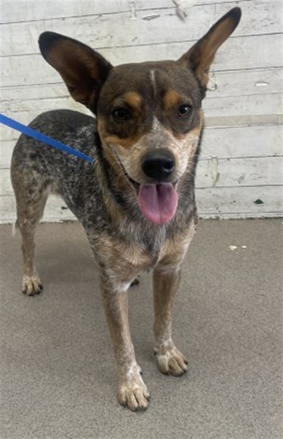 Shelter Stray Male Dog last seen E ST AND 4TH ST, 333 Chandler Pl, San Bernardino, CA 92408, USA