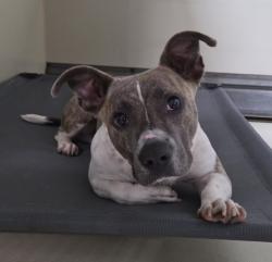 Shelter Stray Male Dog last seen Near BLOCK S CHESTER AVE, BAKERSFIELD CA 93304, 3951 Fruitvale Ave, Bakersfield, CA 93308, USA