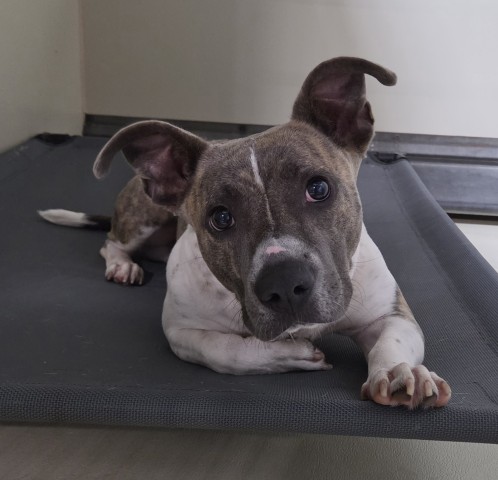 Shelter Stray Male Dog last seen Near BLOCK S CHESTER AVE, BAKERSFIELD CA 93304, 3951 Fruitvale Ave, Bakersfield, CA 93308, USA