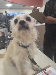 Shelter Stray Male Dog last seen Near BLOCK N. 39TH STREET, 3528 Newburg Rd, Louisville, KY 40218, USA