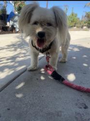Reunited Female Dog last seen Near Madera St, San Diego, CA 92114, USA, San Diego, CA 92114