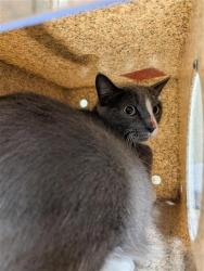 Shelter Stray Male Cat last seen JOHNSTON RD & LIGHTNER CT, 2127 Front St, Sacramento, CA 95818, USA