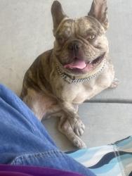 Found/Stray Male Dog last seen Lyons skate park, Fresno, CA 93722