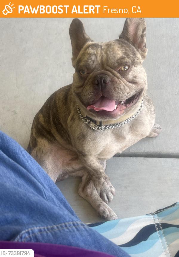 Found/Stray Male Dog last seen Lyons skate park, Fresno, CA 93722