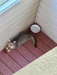Found/Stray Male Cat last seen Combs and County Line, Indianapolis, IN 46237