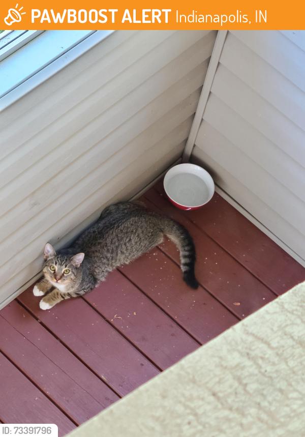 Found/Stray Male Cat last seen Combs and County Line, Indianapolis, IN 46237