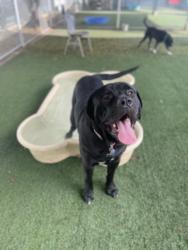 Shelter Stray Male Dog last seen , West Valley Animal Shelter, 20655 Plummer St, Chatsworth, CA 91311, USA