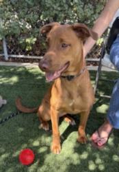Shelter Stray Female Dog last seen , West Valley Animal Shelter, 20655 Plummer St, Chatsworth, CA 91311, USA