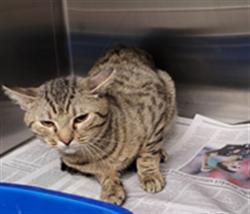 Shelter Stray Male Cat last seen , 1850 W 60th St, Los Angeles, CA 90047, USA