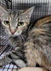 Shelter Stray Female Cat last seen , 1850 W 60th St, Los Angeles, CA 90047, USA