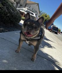 Reunited Female Dog last seen Mustang circle Fairfield ca, Fairfield, CA 94533
