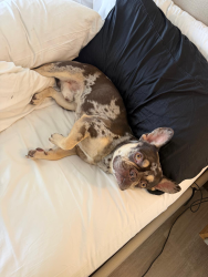 Reunited Male Dog last seen San Jose st, Los Angeles, CA 91311