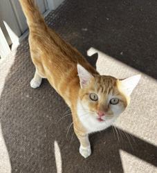 Found/Stray Male Cat last seen Los Ranchos Mobile Home Park C side, Apple Valley, CA 92307