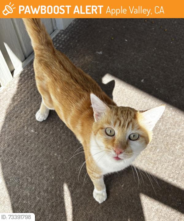 Found/Stray Male Cat last seen Los Ranchos Mobile Home Park C side, Apple Valley, CA 92307