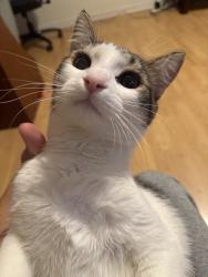 Lost Male Cat last seen 9F Banner road, Ottawa, ON K2H 8T3