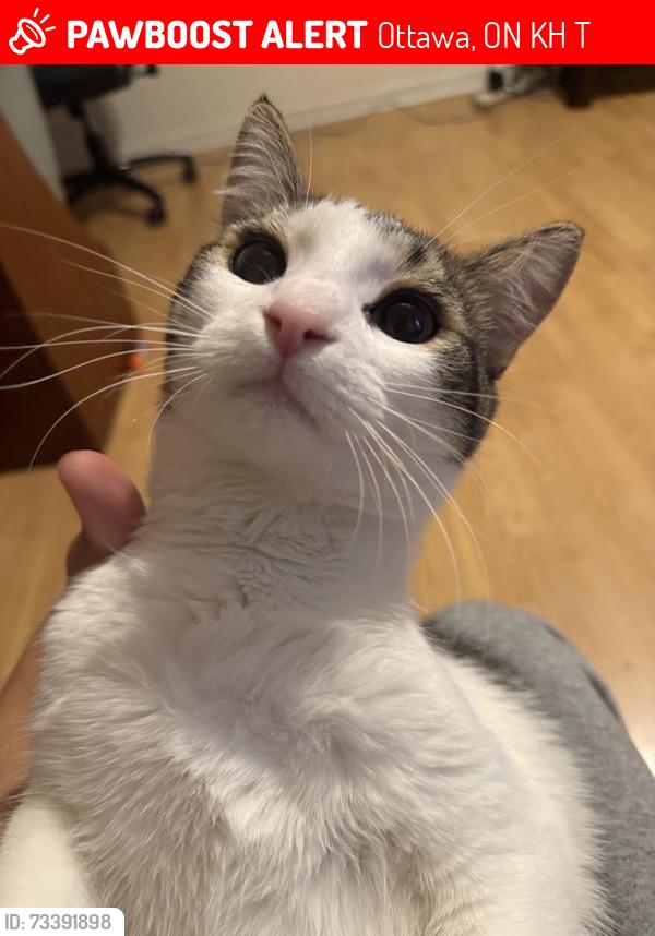 Lost Male Cat last seen 9F Banner road, Ottawa, ON K2H 8T3