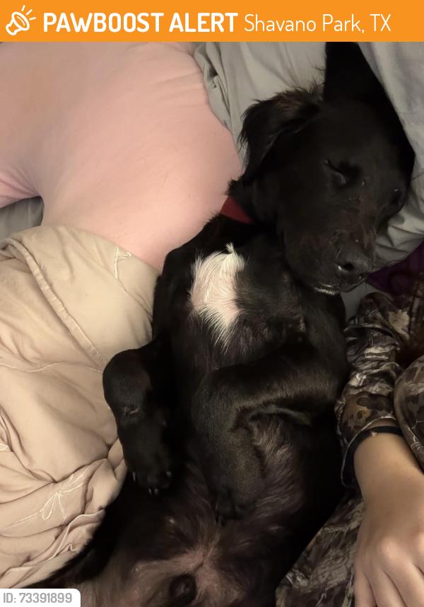 Found/Stray Male Dog last seen Sommerest area, Shavano Park, TX 78231