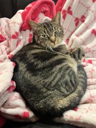 Lost Male Cat last seen Brooklyn Center, Minneapolis, MN 55430
