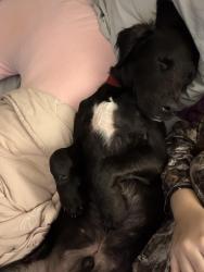 Found/Stray Male Dog last seen Sommerest area, Shavano Park, TX 78231