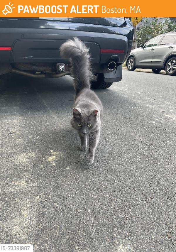 Found/Stray Unknown Cat last seen Gerrish street, Brighton 02135, Boston, MA 02135